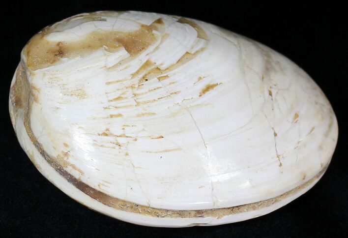 Wide Polished Fossil Clam - Jurassic #21771